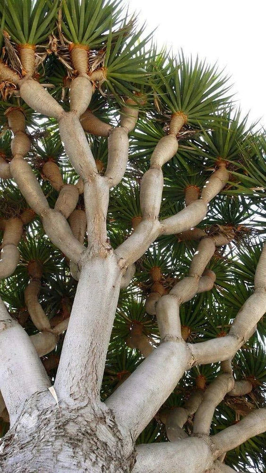 Dragon Blood Bonsai Tree Seeds - 6 Seeds - Dracaena Draco - Grow Your Own Bonsai Plant