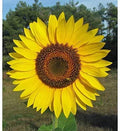 Giant Sunflower Seeds for Planting | 50 Seed Packet | Huge Wide Flowers | Helianthus annuus 'Butter'