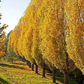 Lombardy Poplar Trees Live Cuttings - Rare Fast-Growing Privacy Trees - Populus nigra 'Italica' - 2 Pack