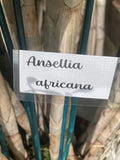 Orchid Cuttings - 5 Ansellia Africana Cuttings for Propagation - African Orchid Plant