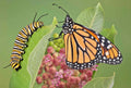 Common Milkweed Seeds - 50+ Count - Native Wildflower for Container Gardening - Asclepias Syriaca