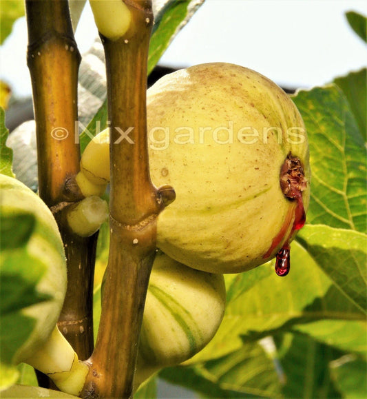Tiger Fig Cuttings - Panache Variety - Ficus carica