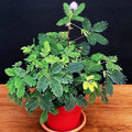 Dwarf Sensitive Plant Seeds - Mimosa pudica Tropical Houseplant Flower Seeds for Indoor Gardening