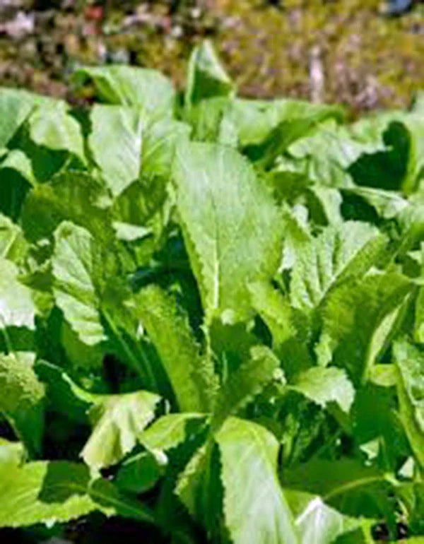 Mustard Greens Seeds - Heirloom, Non-GMO, Old Fashioned Variety - 25+ Seeds - Brassica juncea