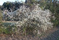 Wild Plum Tree Live Plant 18+ Inches Prunus spp. 2-3 Years Old Hardy Zones 5-9