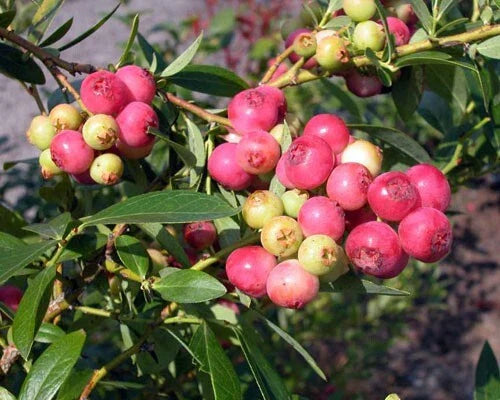 Pink Lemonade Blueberry Plant, 3" Pot, Vaccinium x 'Pink Lemonade', Rooted Live Plant