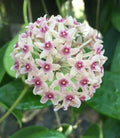 Hoya Plant in 2.5" Pot - Hoya hanhiae - Rooted Houseplant for Indoor Decor