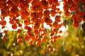 American Persimmon Tree Seeds - 20 Pack - Native Variety - Diospyros virginiana - Grown in USA, Ships from Iowa