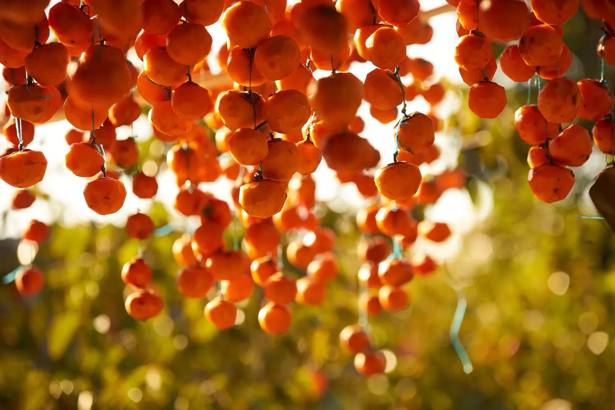 American Persimmon Tree Seeds - 20 Pack - Native Variety - Diospyros virginiana - Grown in USA, Ships from Iowa