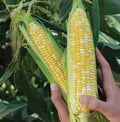 Peaches and Cream Sweet Corn Seeds - 1000+ Organic Hybrid Non-GMO - Fresh Quality Seeds for Planting