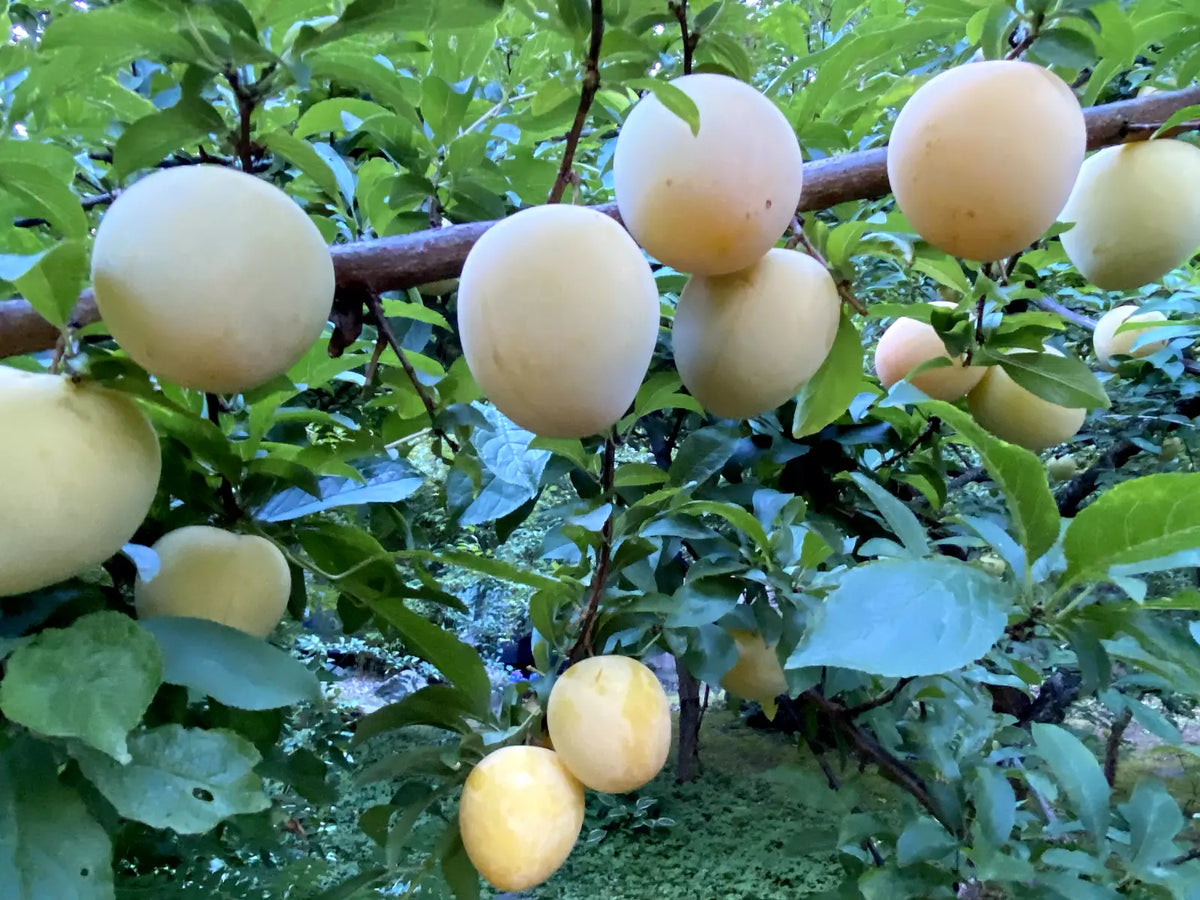 Japanese Yellow Plum Cuttings - 4 Large Edible Fruit Cuttings for Delicious Landscaping - Prunus salicina
