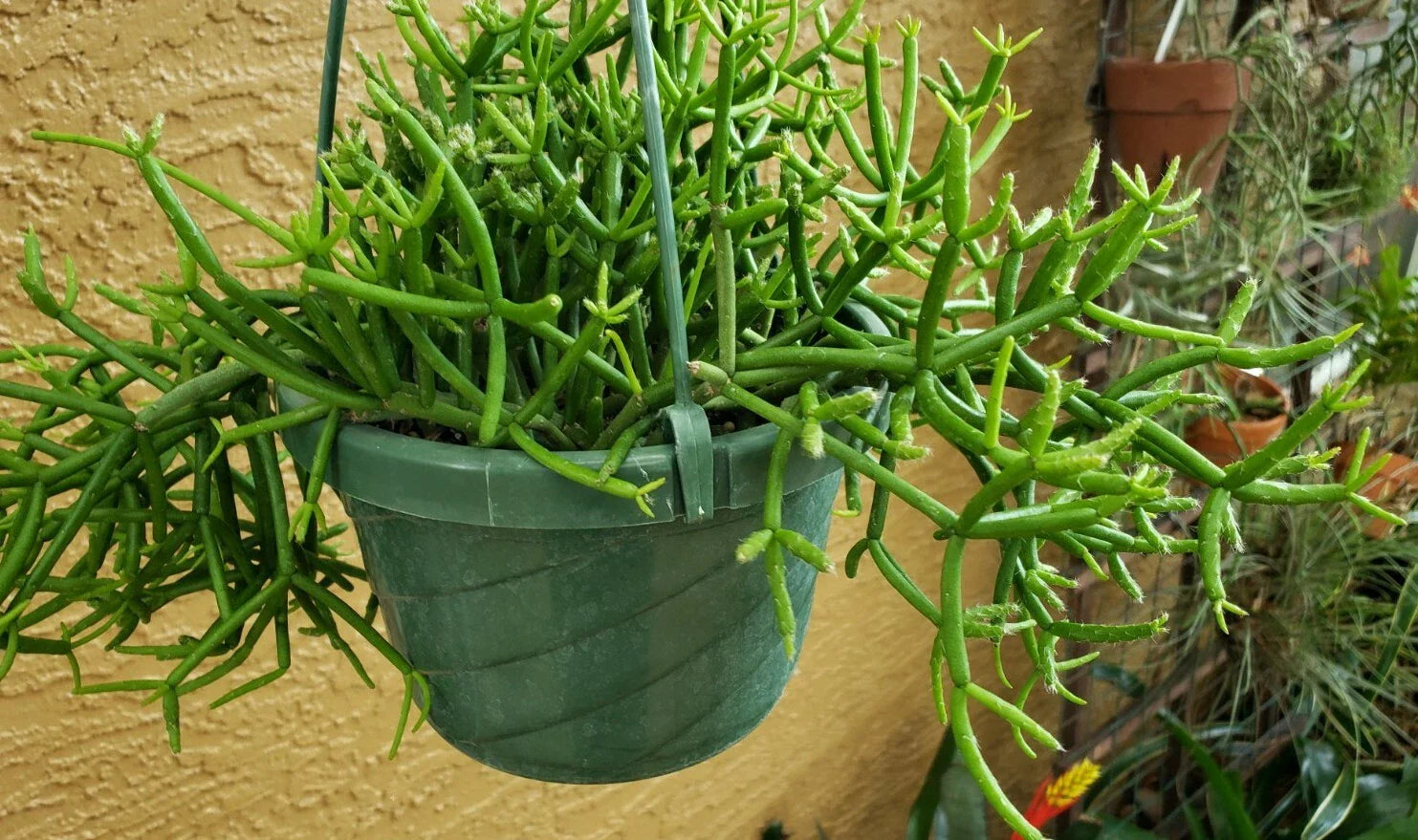 Clumping Epiphytic Cactus - Rhipsalis teres forma heteroclada - Unique Clumping Branches - Ideal for Indoor Plant Lovers