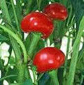 Red Sweet Cherry Pepper Seeds - Heirloom, NON-GMO, 20+ Seeds - Capsicum annuum
