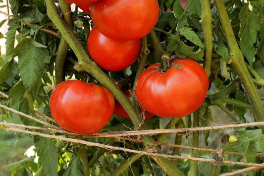 Beefsteak Tomato Live Starter Plants Set of 2 - Heirloom Variety, 4+ Inches, Lycopersicum Beefsake, Juicy Red Tomatoes