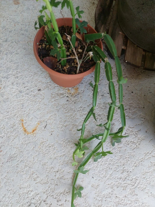 Cissus quadrangularis Vine Climber Plant - Rare Exotic Succulent - Rooted Square Format
