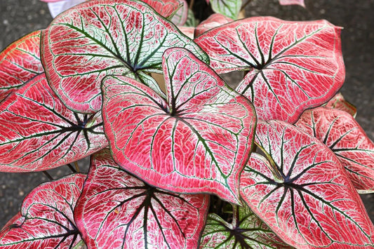 Caladium Bulbs for Planting - Wildfire Variety - Perennial Elephant Ears - Fancy Foliage (Caladium bicolor)