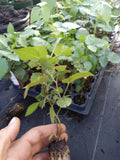 Chester Thornless Blackberry Plant - 1 Healthy Non-GMO Plant (Rubus fruticosus) - Pesticide-Free Edible Gardening