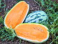 Tendersweet Orange Watermelon Seeds - Heirloom, Non-GMO, Organic - Citrullus lanatus - 10+ Seeds