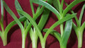 Live Ice Plant Cuttings 6 Pack, Coastal Pig Face Succulents, 3" to 4" Long, Delosperma Variety