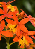 BARE ROOT Reed Stem Orchid Plant - Epidendrum radicans, Orange Variety - Tropical Houseplant for Gardens and Indoors