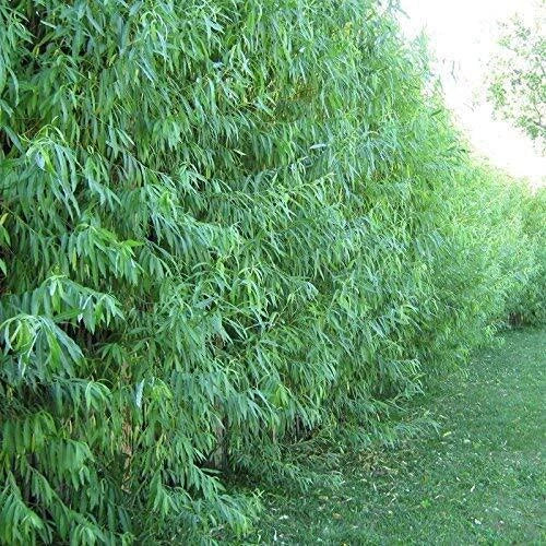 50 Hybrid Willow Trees - Fast Growing - 10 Ft Per Year - Salix × sepulcralis