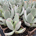 Cotyledon 'Silver Peak' Succulent Bare Root 4" - Rare Live Plant, Drought-Tolerant Houseplant, Ideal for Indoor Gardening