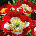 Poppy Seeds – 1000 Non-GMO Danish Flag Red & White Cross for Pollinators – Papaver Rhoeas