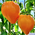 Orange Oxheart Tomato Seeds - 10+ Heirloom Organic Rare Seeds - Solanum lycopersicum