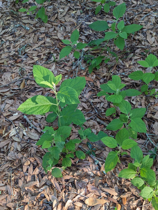 Beauty Berry Bush Live Plant Cuttings - 4 Unrooted Cuttings for Propagation (Callicarpa americana)