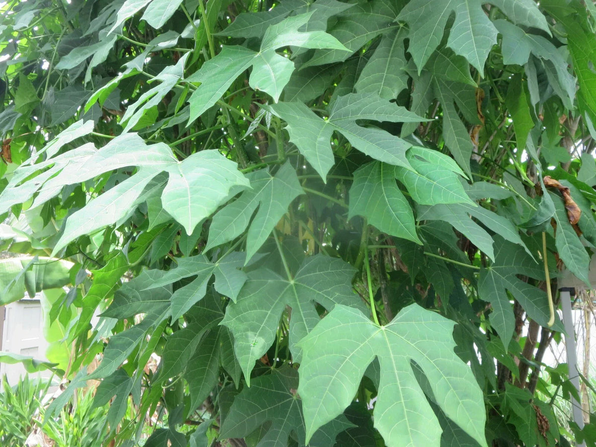 Maple Leaf Chaya Cuttings - Organic Non-Sting Edible Plant - Cnidoscolus chayamansa - 7 Cuttings for Gardening