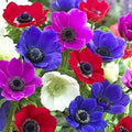Anemone De Caen Flower Bulbs - 25 Count - Colorful Mixed Varieties - Anemone coronaria