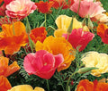 California Poppy Seeds - Mission Bell Variety - 5,000 Bulk Seeds - Eschscholzia Californica