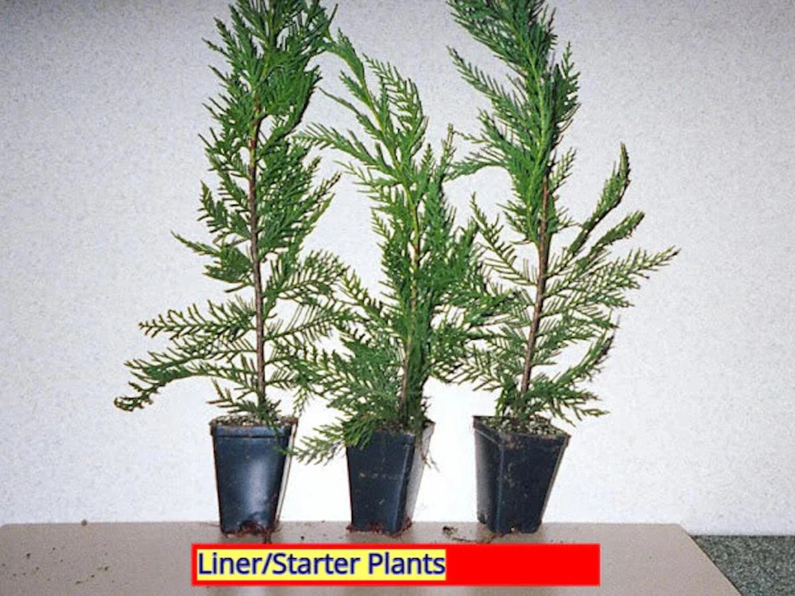 Leyland Cypress Tree Starter Plant - 10 Bare Root Evergreen - Cupressocyparis leylandii - Fast Growing Hedge, Full Sun, Zones 5-9