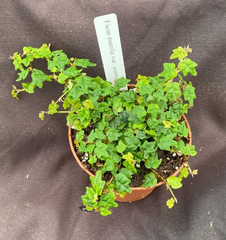 String of Frogs Plant in 3" Pot, Ficus pumila quercifolia, Indoor Houseplant, Easy Care Trailing Succulent