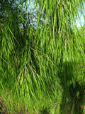Mexican Weeping Bamboo Seeds - 100 Perennial Ornamental Seeds for Privacy - Phyllostachys nigra - US Seller