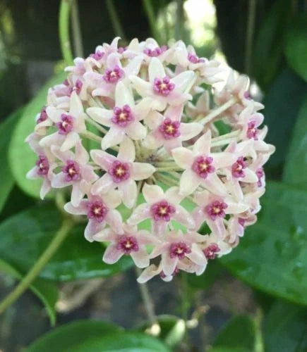 Hoya hanhiae Rooted Plant in 2.5" Pot - Beautiful Wax Plant Variety, Easy Care Houseplant