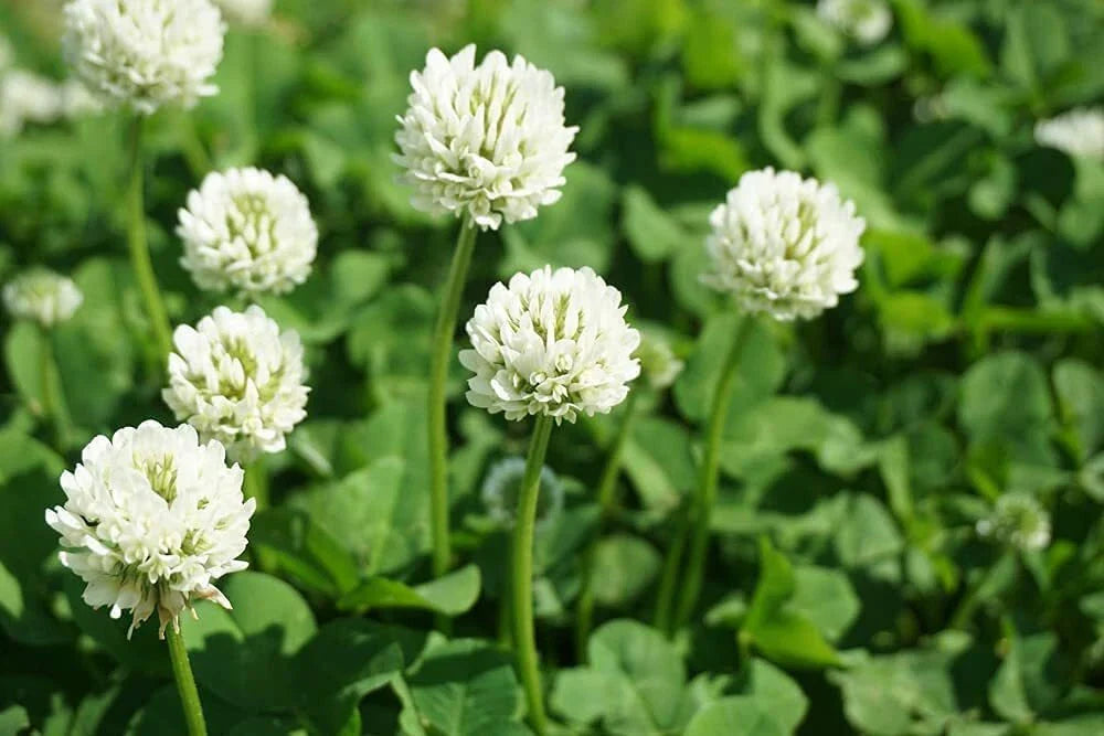 Dutch White Clover Seeds - 1 lb - Trifolium repens - Ideal for Lawns and Ground Cover, Drought-Resistant, Nitrogen-Fixing