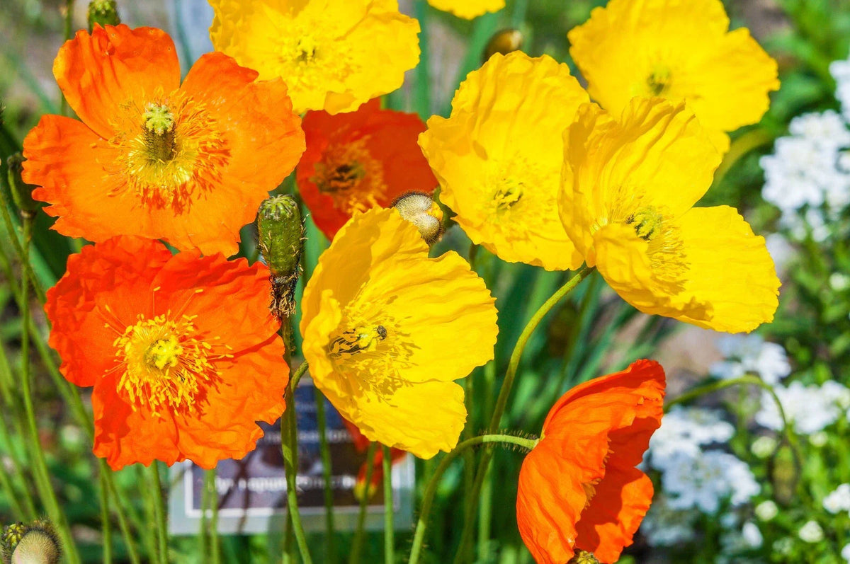Welsh Poppy Seeds, 154+ Seeds, Orange & Yellow Flowers, Blooming in Shade, Papaver cambricum, USA Seller