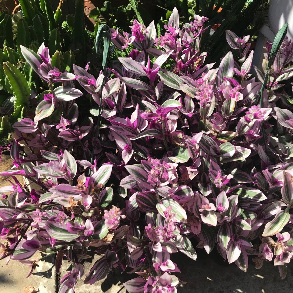 Tradescantia Nanouk Cuttings - 7 Healthy Stem Cuttings for Indoor Plant Propagation - Variegated Purple & Green Foliage