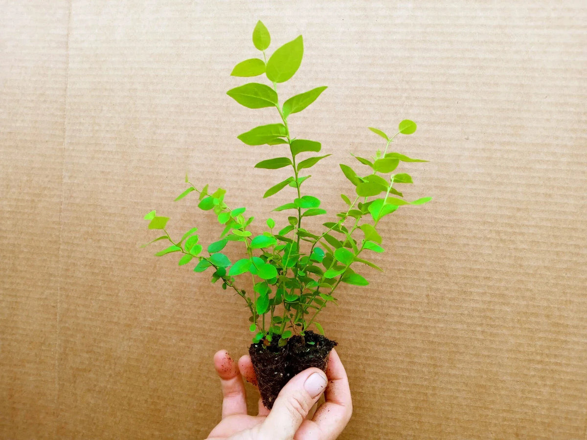Blueberry Starter Plant 2-Pack Sunshine Blue Vaccinium corymbosum Healthy Live Plants