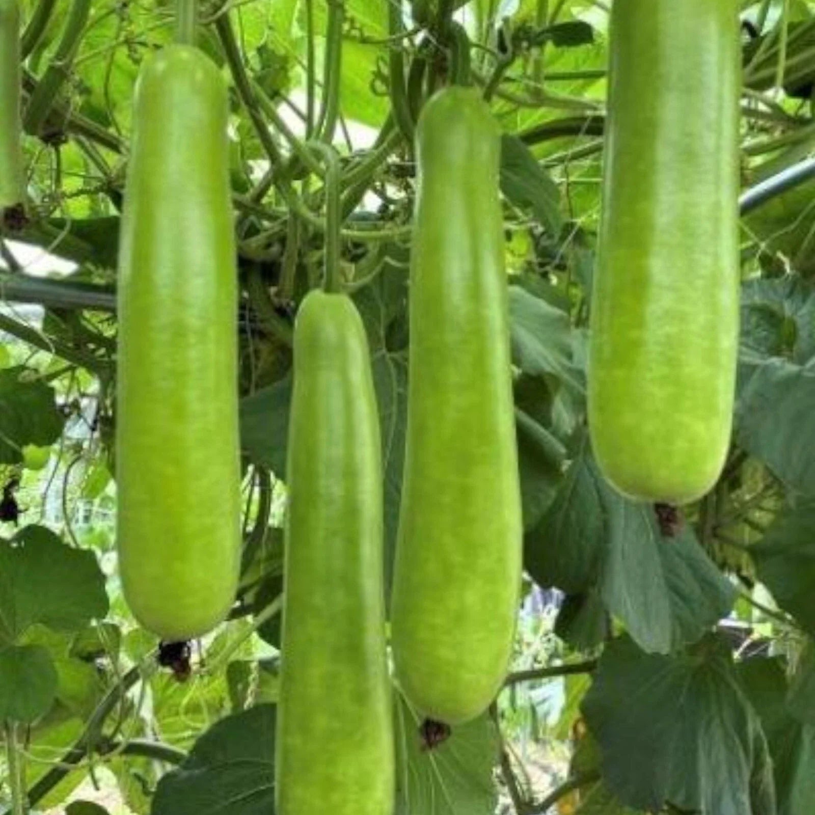 Long Bottle Gourd Seeds - 35pcs Non-GMO Calabash Gourd Seeds for Planting - Vegetable Gardening Essentials