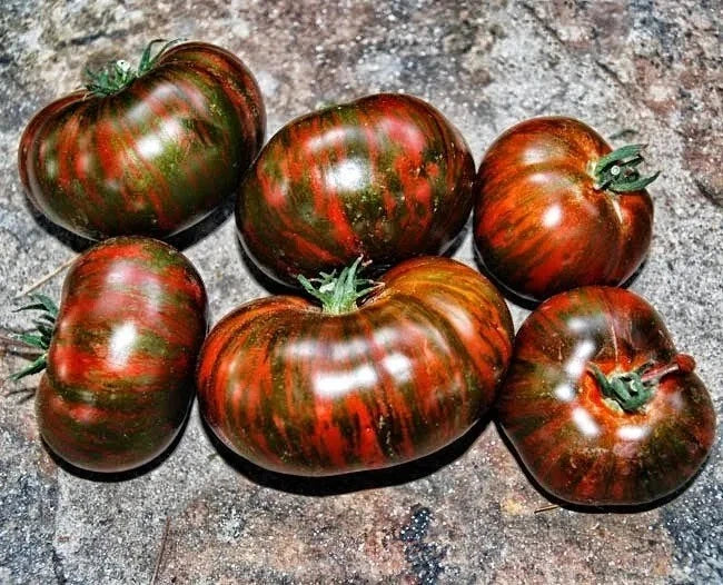 Chocolate Stripe Tomato Seeds - Heirloom, Non-GMO, Rare Variety - 10+ Seeds - Lycopersicon esculentum