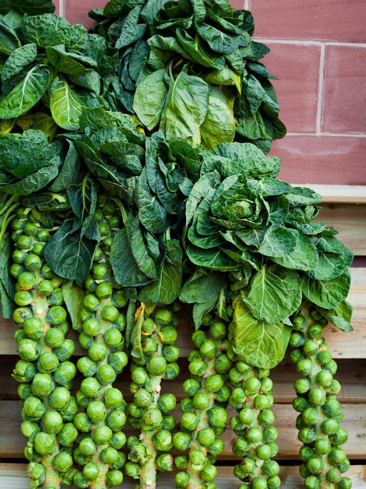 Brussels Sprouts Seeds, 200+ Non-GMO Heirloom Long Island Variety, Organic (Brassica oleracea)