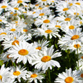 Shasta Daisy Seeds - Classic White Perennial Wildflower - Leucanthemum x superbum - 2025