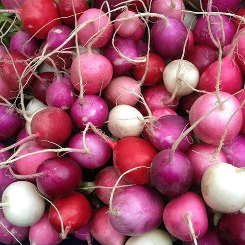 Easter Egg Radish Seeds - Heirloom Non-GMO - Colorful Variety - Raphanus sativus