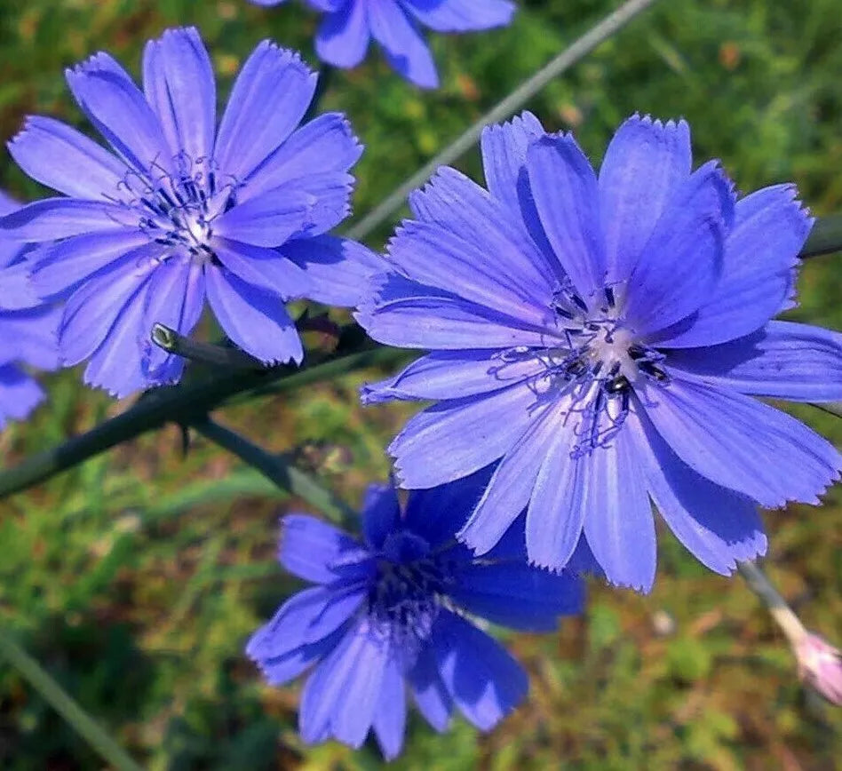 Chicory Seeds 300+ Blue Flower Italian Dandelion Non-GMO Garden Seeds