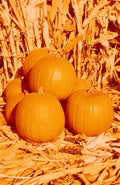 Hybrid Pumpkin Seeds - Compact Variety, Space-Saving, 7 Seeds - Cucurbita pepo