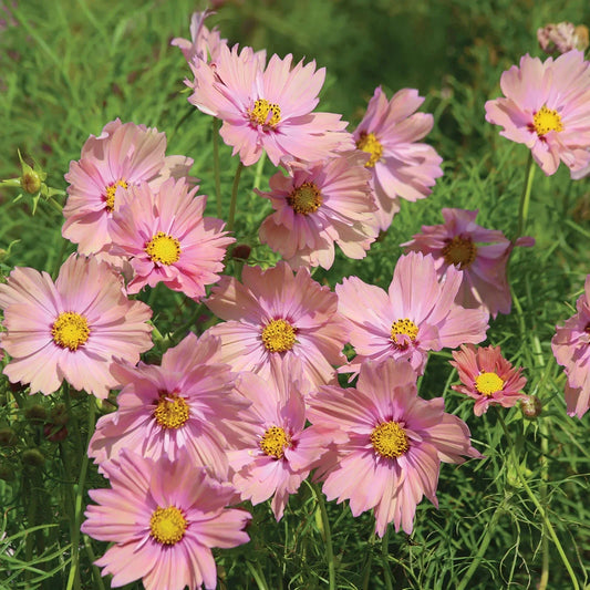 Apricotta Cosmos Seeds - 200+ Pack for Garden Planting - Bright Orange Flowers - Cosmos bipinnatus