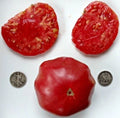 Top Ten Vegetable Seed Packets - Assorted Varieties, Heirloom & Hybrid - Mrtomatohead's Favorites