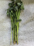 Beauregard Sweet Potato Slips - 20 Cuttings for Planting - Ipomoea batatas